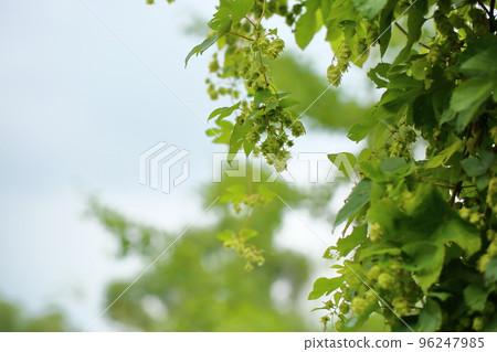 Hop fruit Hop fruit 96247985