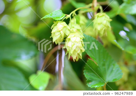 Hop fruit Hop fruit 96247989