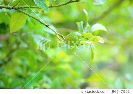 Fruit of lemon Fruit of lemon 96247991