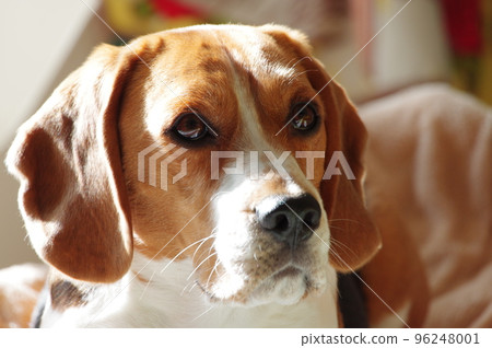 Beagle dog 96248001