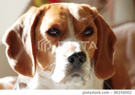 Beagle dog 96248002
