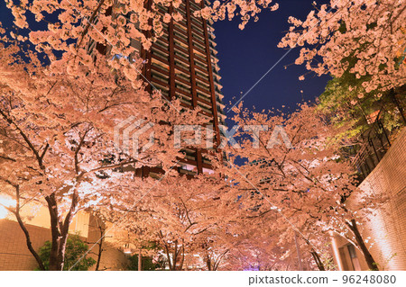 Night cherry blossoms at Roppongi Sakurazaka ( Roppongi, Minato-ku, Tokyo / March 2018 ) 96248080