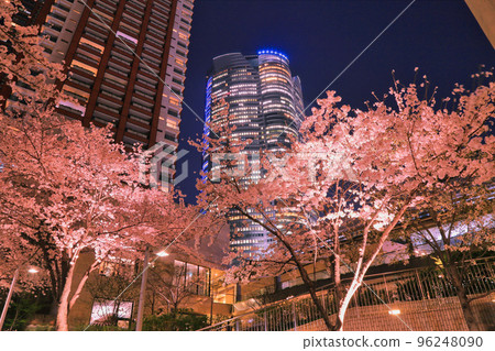 Night cherry blossoms at Roppongi Sakurazaka ( Roppongi, Minato-ku, Tokyo / March 2018 ) 96248090