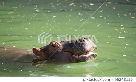 Hippos bathing and playing at the zoo Hippos bathing and playing at the zoo 96248136