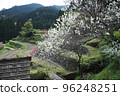 Rice terraces and cherry blossoms 96248251