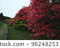 Azalea of Funakubo 96248253