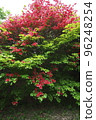 Azalea of Funakubo 96248254
