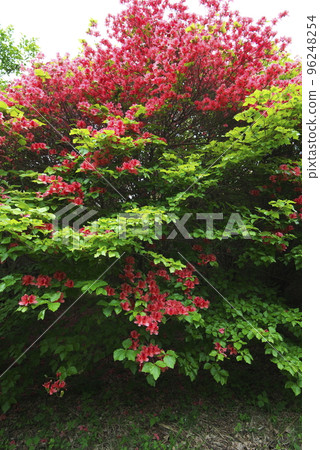 船久保的杜鵑花 船久保的杜鵑花 96248254