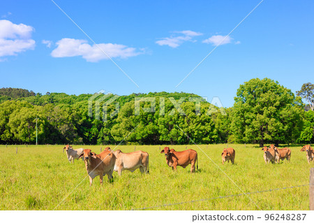 美麗的藍天和澳大利亞奶牛 美麗的藍天和澳大利亞奶牛 96248287