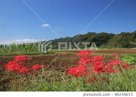 Cluster amaryllis Cluster amaryllis 96248653