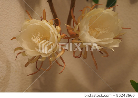 Two-wheeled moonlight flower 96248666