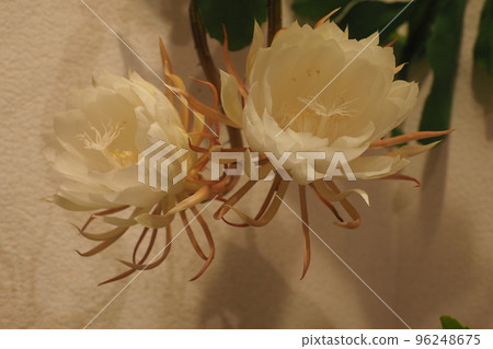 兩朵月光花特寫 兩朵月光花特寫 96248675