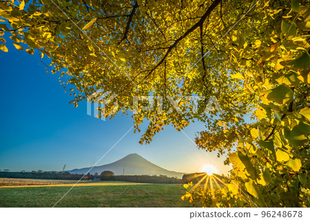 銀杏葉和富士山在早晨的陽光下閃耀 銀杏葉和富士山在早晨的陽光下閃耀 96248678