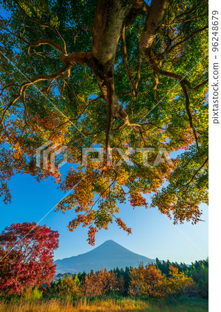 開始變色的富士山和楓樹 96248679