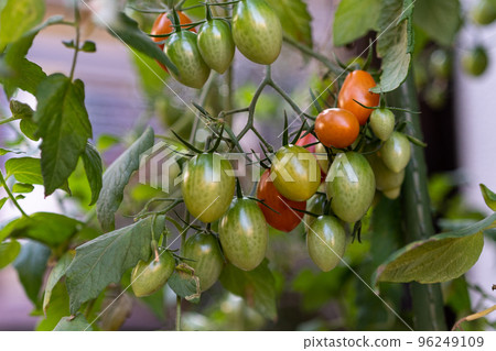 Mini tomatoes that turn color in autumn 96249109