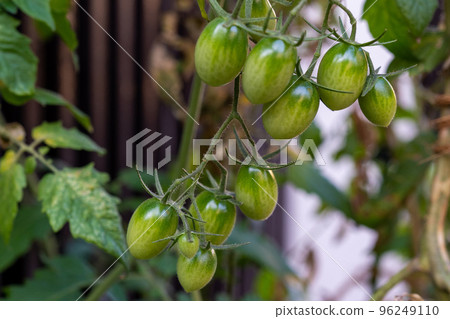 Still blue mini tomatoes 96249110
