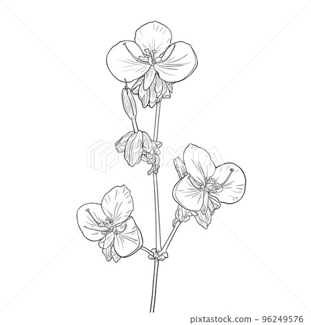 Murdannia giganteum Line drawing 96249576