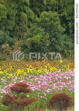Flower garden Flower garden 96249586