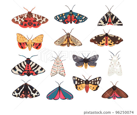 Collection of garden tiger moths, Arctiidae family. Illustration of beautiful night mots, detailed and isolated on white background Collection of garden tiger moths, Arctiidae family. Illustration of beautiful night mots, detailed and isolated on white background 96250074