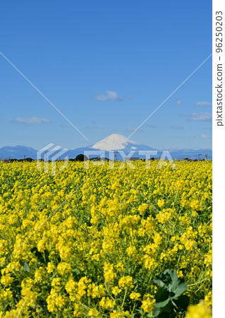 Nagai Umite Park Soleil Hill in Yokosuka City, Kanagawa Prefecture 96250203