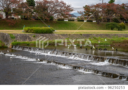 鴨川中的一群大鸕鶿和白鷺 96250253