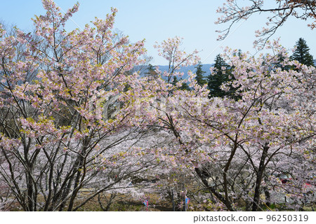 We went to see the cherry blossoms at Nishiyama Park #15 We went to see the cherry blossoms at Nishiyama Park #15 96250319