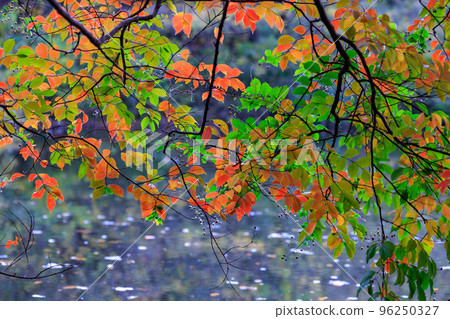 In the deepening autumn, green and red leaves blend together 96250327