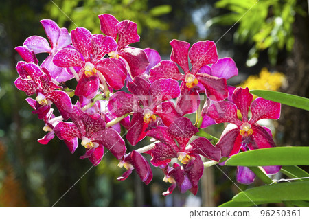 Colorful colors of Wanda orchid in the garden 96250361