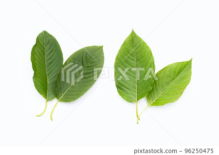 Mitragyna speciosa, Fresh kratom leaves on white background 96250475