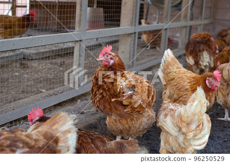 Hens in the chicken farm. Organic poultry house. 96250529