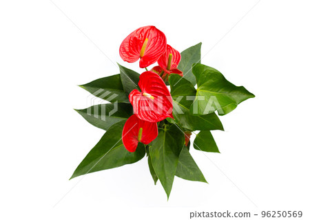 Flamingo flower or pigtail anthurium 96250569