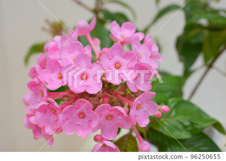 Smell Sakura Coco 96250655