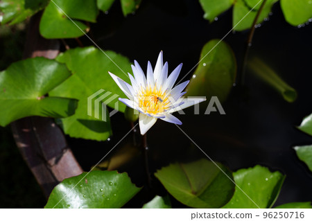 Nymphaea lotus flower with leaves, Beautiful blooming water lily Nymphaea lotus flower with leaves, Beautiful blooming water lily 96250716