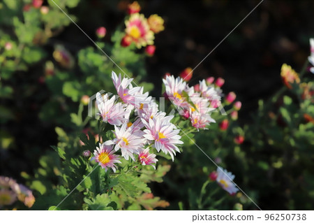日本秋季公園盛開的淡粉色噴霧菊花 96250738