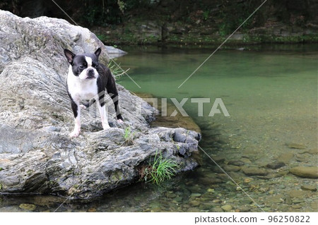 A popular spot for playing in the river, Mighty-kun, a cute Boston terrier staring at the mountain stream from the rocks of the Tokigawa River in Tokigawa Town♡ 96250822