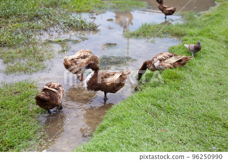 Free range duck farm. Natural organic duck Free range duck farm. Natural organic duck 96250990