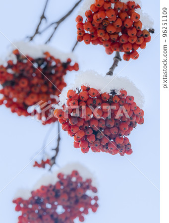 Clusters of wild mountain ash covered with snow in winter Clusters of wild mountain ash covered with snow in winter 96251109