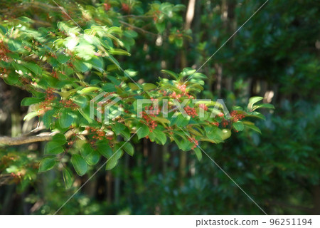 吉祥黑松鼠 吉祥黑松鼠 96251194