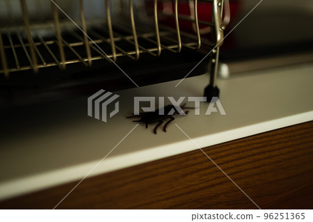 cockroach in the kitchen cockroach in the kitchen 96251365