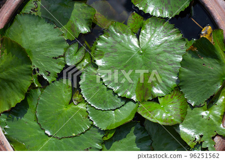 Beautiful blooming lotus flower with leaves, Waterlily pond Beautiful blooming lotus flower with leaves, Waterlily pond 96251562