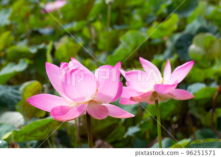 Pink lotus flower blooming in pond with green leaves Pink lotus flower blooming in pond with green leaves 96251571