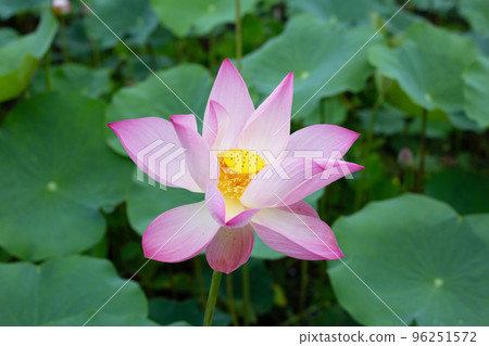 Pink lotus flower blooming in pond with green leaves Pink lotus flower blooming in pond with green leaves 96251572