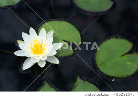 Beautiful blooming Nymphaea lotus flower with leaves, Water lily pot 96251573