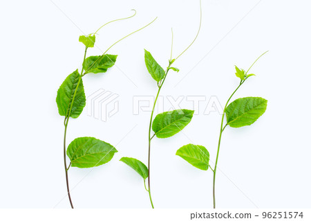 Passion fruit leaves on white background. Passion fruit leaves on white background. 96251574