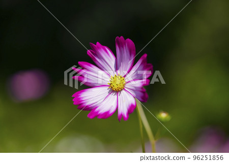 Pretty cosmos 96251856