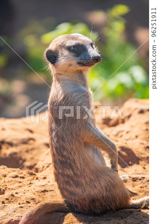 Meerkat, Suricata suricatta, on hind legs. Portrait of meerkat standing on hind legs with alert expression. Portrait of a funny meerkat sitting on its hind legs. Meerkat, Suricata suricatta, on hind legs. Portrait of meerkat standing on hind legs with alert expression. Portrait of a funny meerkat sitting on its hind legs. 96251911