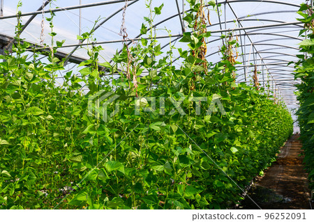 Green bean ripening on hanging stalks in greenhouse Green bean ripening on hanging stalks in greenhouse 96252091