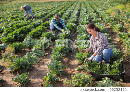 Positive woman harvesting fresh cabbage on field 96252111