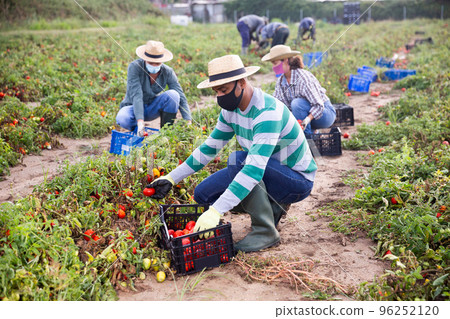 Farmers in masks picking tomatoes after storm 96252120