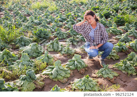Woman farmer checking cabbage damaged after storm Woman farmer checking cabbage damaged after storm 96252124